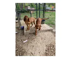 15 weeks old Redbone Coonhound puppies