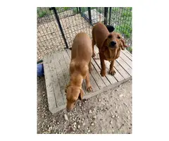 15 weeks old Redbone Coonhound puppies - 4
