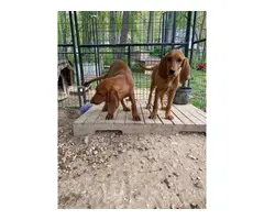 15 weeks old Redbone Coonhound puppies - 5