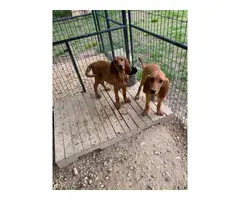 15 weeks old Redbone Coonhound puppies - 8