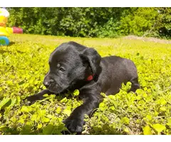 3 Dachshund puppies available - 2