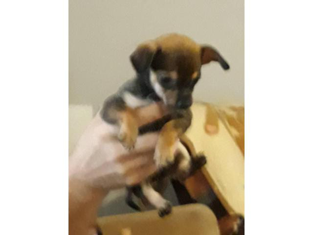 4 Female Chiweenie Puppies Independence Puppies For Sale Near Me