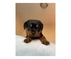 Purebred Rottweiler Puppies for Sale - 2