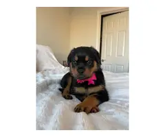 Purebred Rottweiler Puppies for Sale - 3