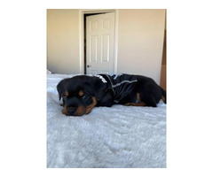 Purebred Rottweiler Puppies for Sale