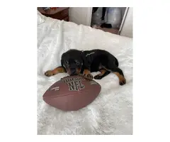 Purebred Rottweiler Puppies for Sale - 5