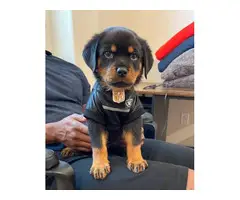 Purebred Rottweiler Puppies for Sale - 7