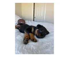 Purebred Rottweiler Puppies for Sale - 8