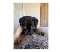 Purebred Rottweiler Puppies for Sale