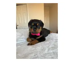 Purebred Rottweiler Puppies for Sale - 10