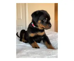 Purebred Rottweiler Puppies for Sale - 12