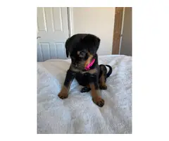 Purebred Rottweiler Puppies for Sale - 13