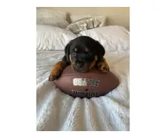 Purebred Rottweiler Puppies for Sale - 14