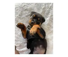 Purebred Rottweiler Puppies for Sale - 15