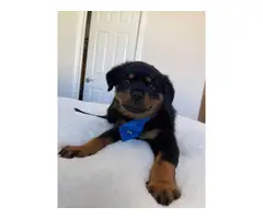 Purebred Rottweiler Puppies for Sale - 16