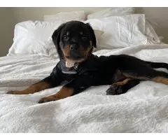 Purebred Rottweiler Puppies for Sale - 17