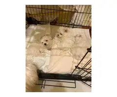3 beautiful AKC Maltese Puppies - 3