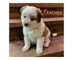 5 Texas Heeler puppies for sale - 2