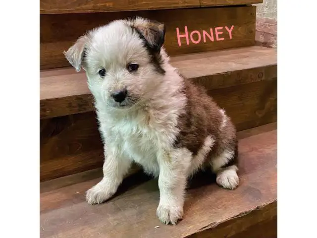5 Texas Heeler puppies for sale - 3/5