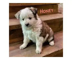 5 Texas Heeler puppies for sale - 3