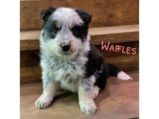 5 Texas Heeler puppies for sale - 4/5