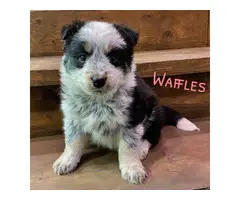 5 Texas Heeler puppies for sale - 4