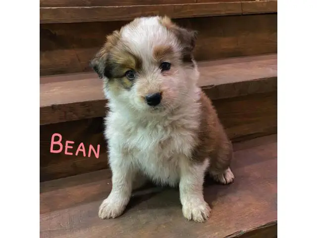 5 Texas Heeler puppies for sale - 5/5