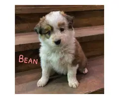 5 Texas Heeler puppies for sale - 5