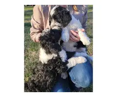 Male Sheepadoodle puppy