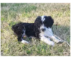Male Sheepadoodle puppy - 2