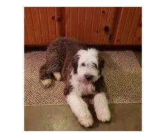 Male Sheepadoodle puppy - 5