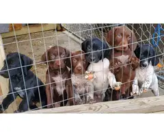 3 Purebred German shorthair pointer puppies