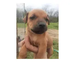 3 Pit bull mastiff puppies for sale