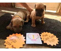 Registered Male Cane corso puppies
