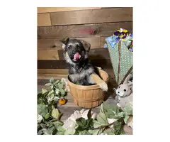 AKC German Shepherd puppies for sale