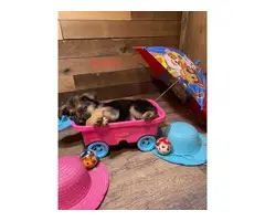 AKC German Shepherd puppies for sale - 5