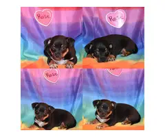 Chiweenie puppies for sale - 2