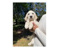 Family raised AKC White Lab Puppies