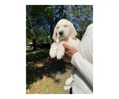 Family raised AKC White Lab Puppies - 2