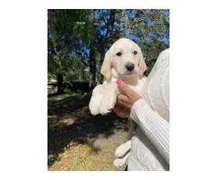 Family raised AKC White Lab Puppies - 3