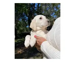 Family raised AKC White Lab Puppies - 4