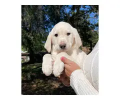 Family raised AKC White Lab Puppies - 5