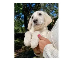 Family raised AKC White Lab Puppies - 6