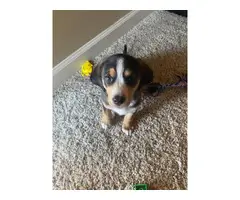 Male Beagle puppy needing new home