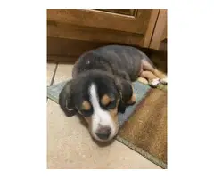 Male Beagle puppy needing new home - 2