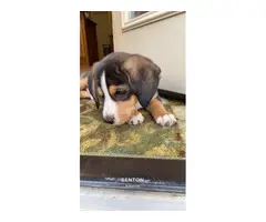 Male Beagle puppy needing new home - 3