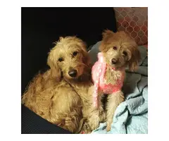 2 Goldendoodle Puppies Left - 9