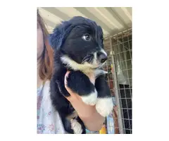 3 Border Collie puppies for Sale - 1