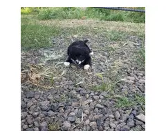 3 Border Collie puppies for Sale - 2