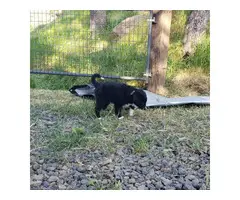 3 Border Collie puppies for Sale - 3